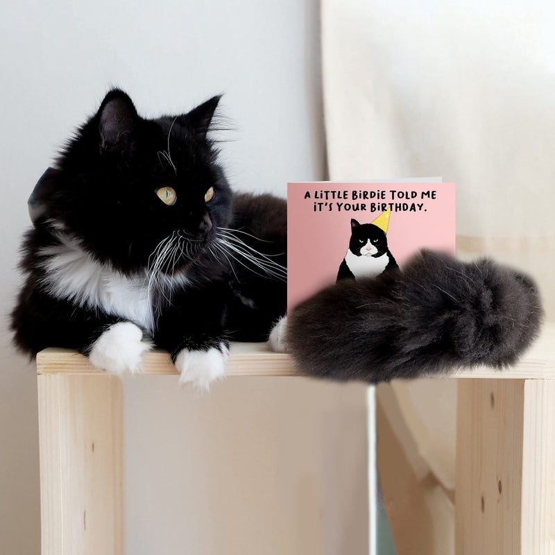 CENTRAL 23 - Funny Birthday Card - A Little Birdie Told Me It's Your Birthday So I Ate It - Greeting Cards for Cat Owner - Gift for Men Women Him Her Friend - Comes With Fun Stickers - Image 3